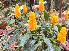 -中国科学院西双版纳热带植物园