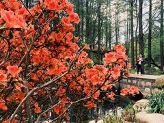 -上海共青森林公园