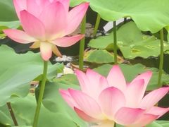 -荔湾湖公园
