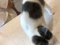 -飞行喵MR PILOT|猫舍·猫咖(静安大融城店)