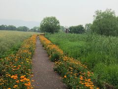 -长兴太湖图影湿地文化园