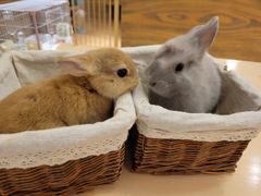 -猫猫幼稚园·撸猫·桌游·电玩
