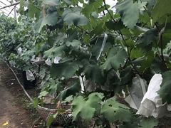 -马陆小张葡萄园农家乐