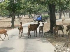 -西安秦岭野生动物园