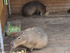 -廊坊固安福朋喜来登酒店