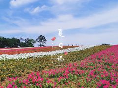 -大塘金香草谷