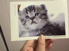 -猫咪博物馆(顶澳仔猫街店)