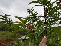 -广州市石门国家森林公园