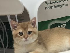 -爱侣宠医·鹦鹉专科·小型哺乳类·异宠专科(灵石路店)