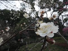 -杭州植物园
