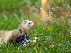 -超宠爱宠物摄影-Super pet
