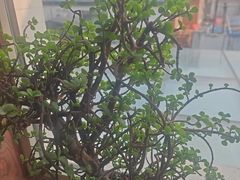 -慢丽江·云南野生菌土鸡锅(西山店)