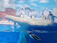 -海合安成都极地海洋公园