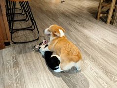 -柴迷FANS CLUB·柴犬狗咖·猫咖