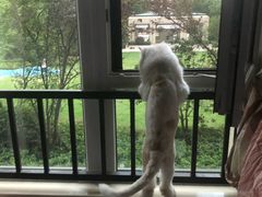 -房东的猫宠物生活馆