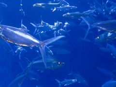 -成都浩海立方海洋公园