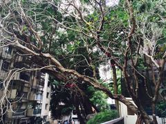 -香港大学