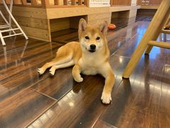 -豆柴町-柴犬主题狗咖(红鼎国际C座店)