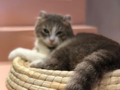 -猫儿山۰猫主题餐厅