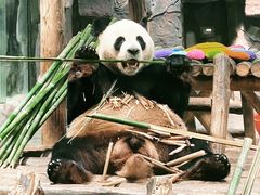 -栾川竹海野生动物园