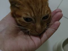 -天使宠物医院·犬猫分诊(彩虹店)