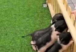 -萌宠亲子动物乐园(槐房万达店)