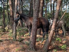 -铁山坪森林公园