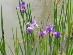 -梁鸿国家湿地公园