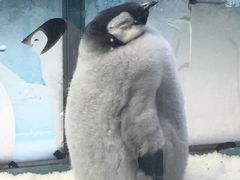 -珠海长隆海洋王国