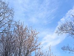 -武汉大学-樱园