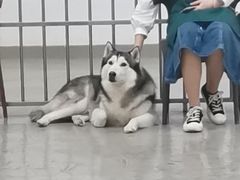 -星多哈·狗咖·拼豆·咖啡