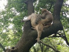 -苏州上方山国家森林公园