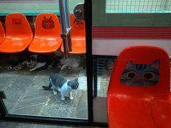 -猫咪博物馆(顶澳仔猫街店)