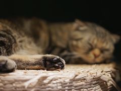 -猫儿山۰猫主题餐厅