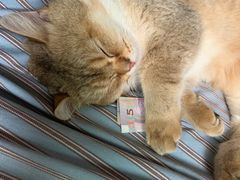 -袖虎·猫馆(体育西路店)