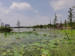 -九里湖国家湿地公园