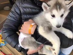 -Husky Go! 哈士奇体验馆·宠物咖啡厅狗咖