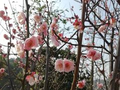 -铁山坪森林公园