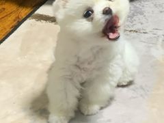 -中农国际动物医院24小时·猫科·骨科·急重症中心