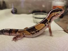 -酷以爬仙阁实体爬宠店·守宫·蜥蜴·专业繁育