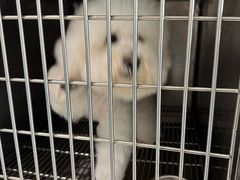 -瑞派申生动物医院·24H夜诊·国际动物医疗中心·骨外科(吴中路店)