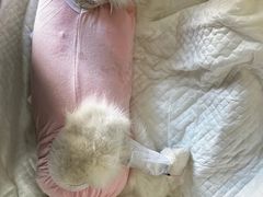 -北京观赏动物医院·24小时大型综合·猫专科·异宠专科
