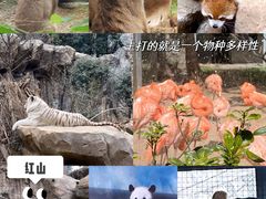 -红山森林动物园