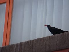 -色达喇荣五明佛学院