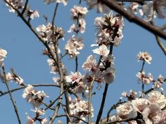-桃花堤公园