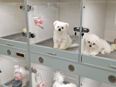 -萌宠之家·腊肠犬·马尔泰·小体犬舍