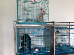 -翊宠yipet猫狗购宠庄园犬舍•猫舍