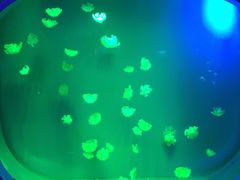 -芜湖新华联大白鲸海洋公园