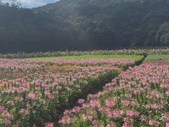 -广州市石门国家森林公园