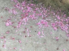 -秀丽东方